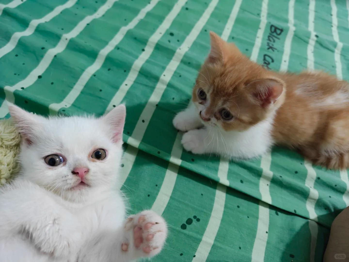 小猫咪 2